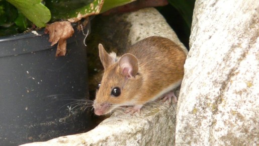 Таким грызунов не проймешь: это народное средство против мышей бесполезно