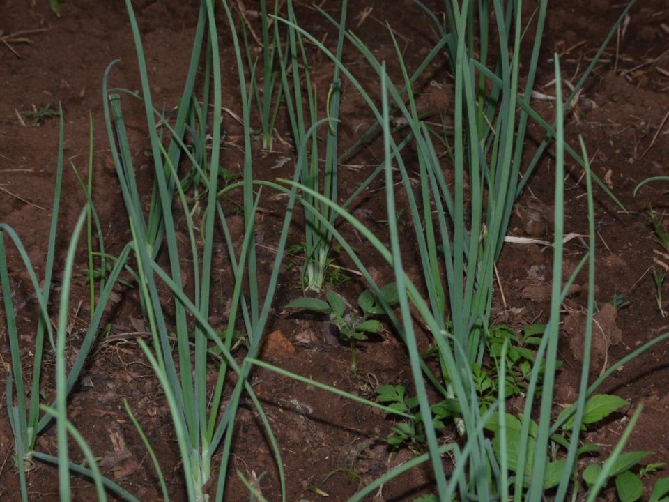 Секреты успешного выращивания лука: как избежать распространенных ошибок