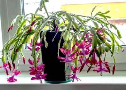 Секреты цветения рождественника: как добиться ярких цветов