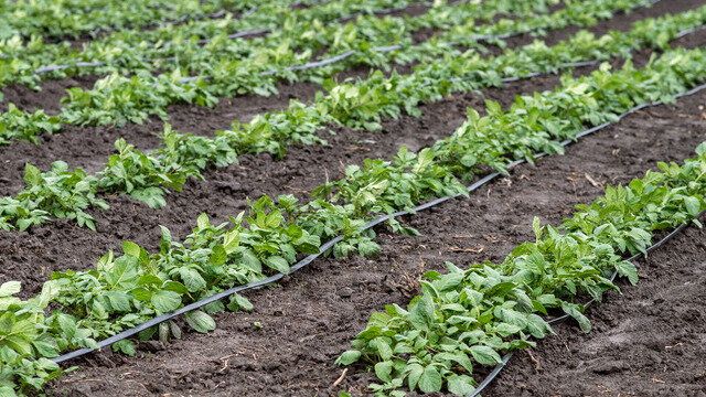 Эффективные методы посадки картофеля: как получать высокие урожаи без лишней работы