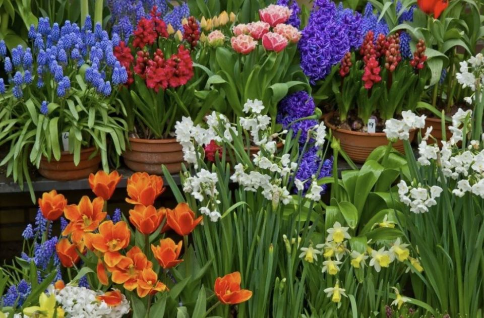 Как вернуть жизнь вашим луковичным цветам после цветения: секреты ухода