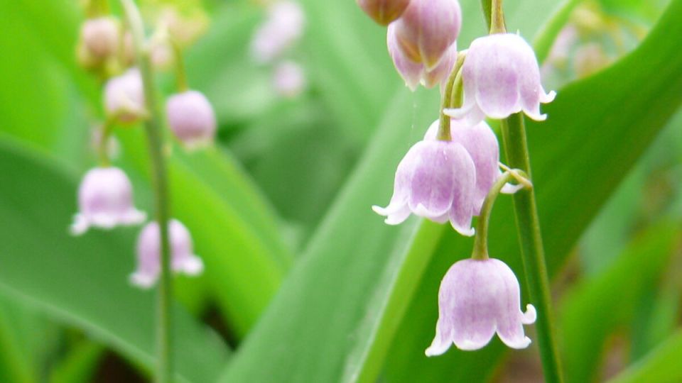 Необычные розовые ландыши: природа или искусство?