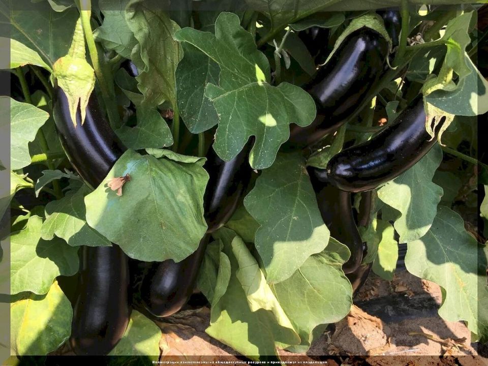 В новый дачный сезон – с новыми знаниями