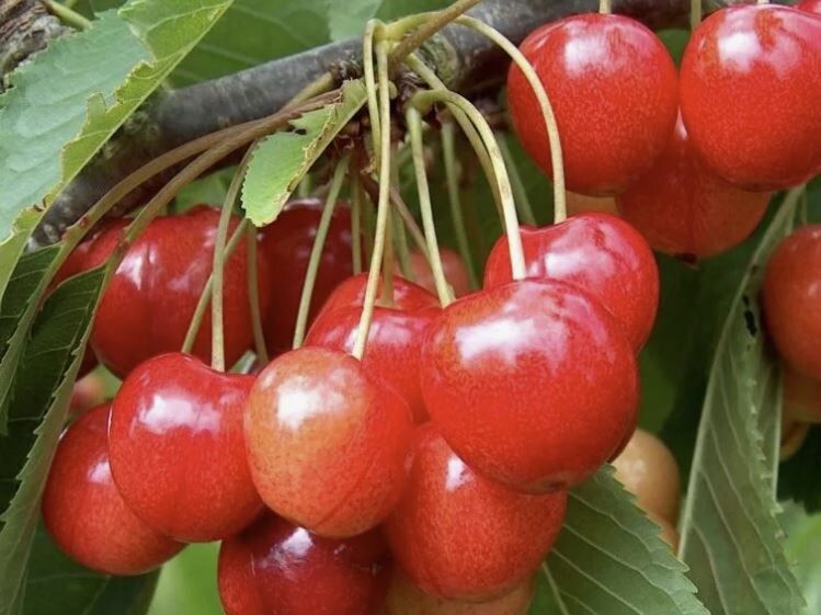 Праздник вкуса: как правильно собрать и сохранить черешню до самой осени