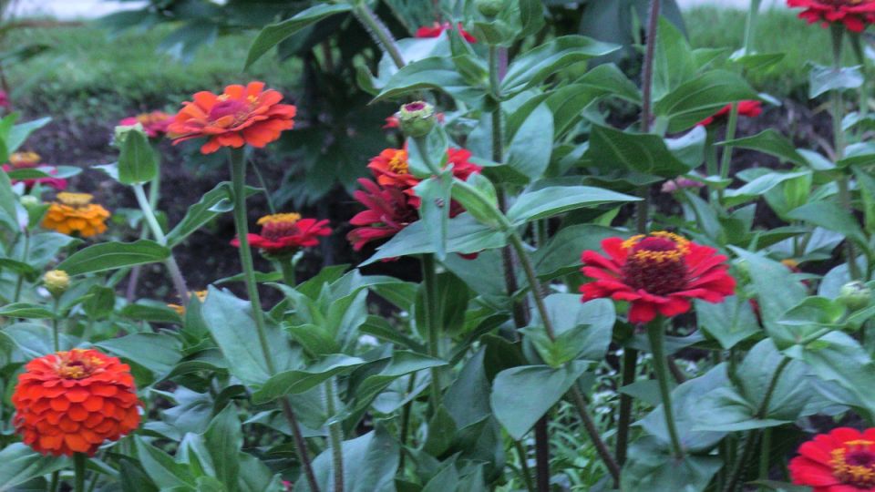 Советы по посадке однолетних цветов