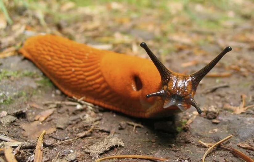 Испанский слизень в вашем саду: новые методы борьбы с хитрым вредителем