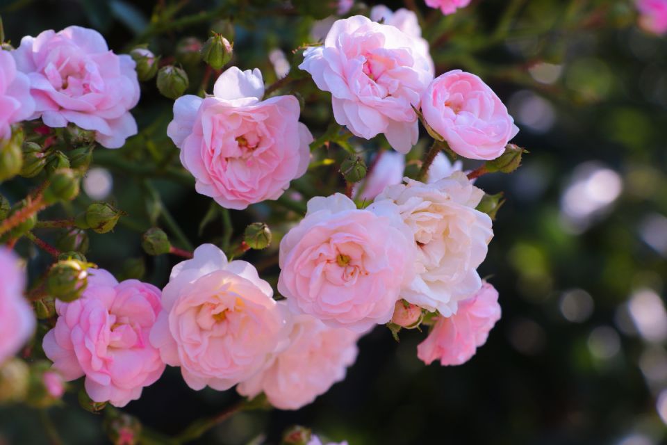 Пять удивительных заменителей роз: ваш сад без забот и болезней