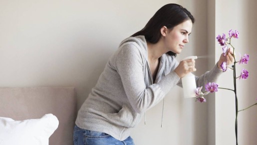 Мыльная вода не поможет: вот что на самом деле спасет комнатные цветы от вредителей