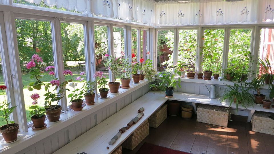 Преимущества и недостатки изобилия комнатных растений