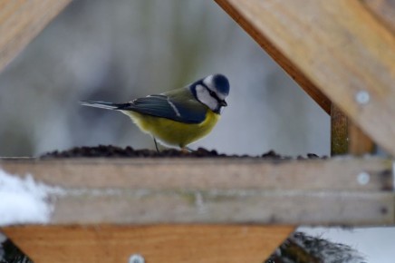 Не вздумайте класть это в кормушки для птиц: пернатые от такой еды погибнут