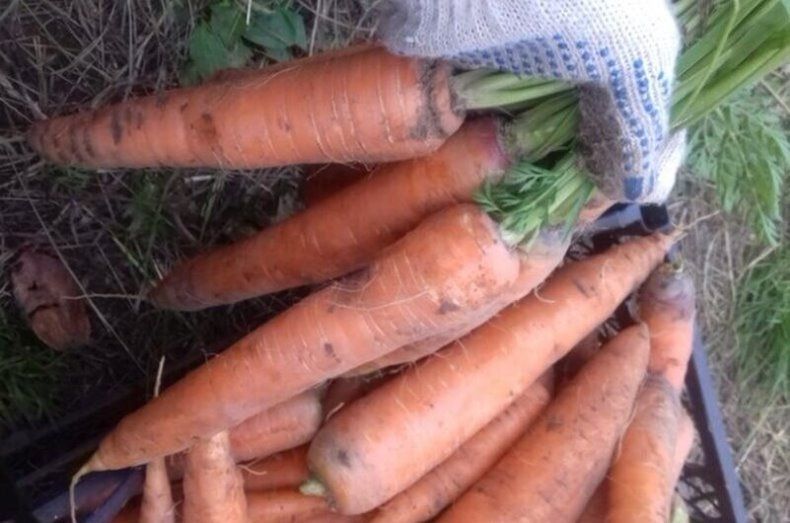 Как успешно посадить морковь под зиму: секреты раннего урожая