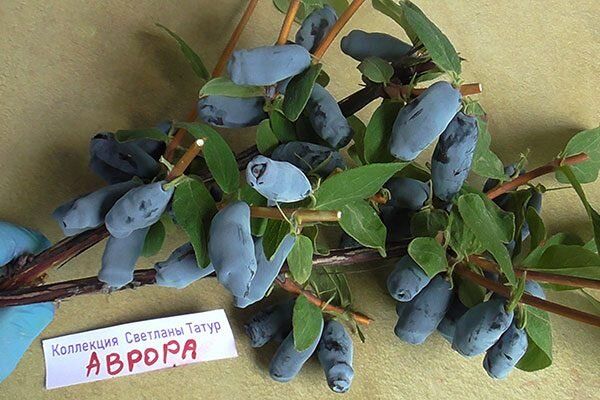 Сорт жимолости Аврора: леденящий вкус и морозостойкость для вашего сада