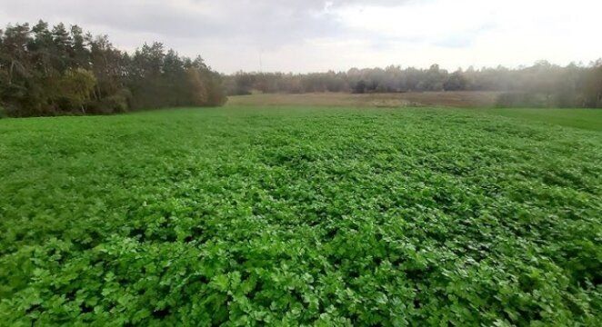 Сидераты осенью: перекопать или оставить? Узнайте три важных причины