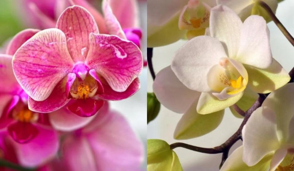 Как заботиться об орхидеях: секреты идеального полива для долгого цветения