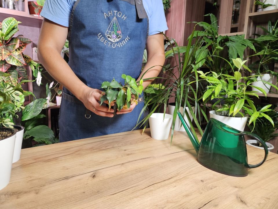 Как превратить нежеланные черенки в зеленых спутников