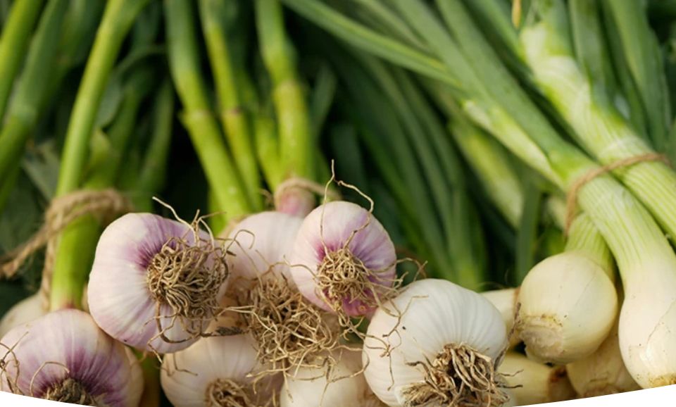 Удачные секреты для выращивания крупного лука и чеснока