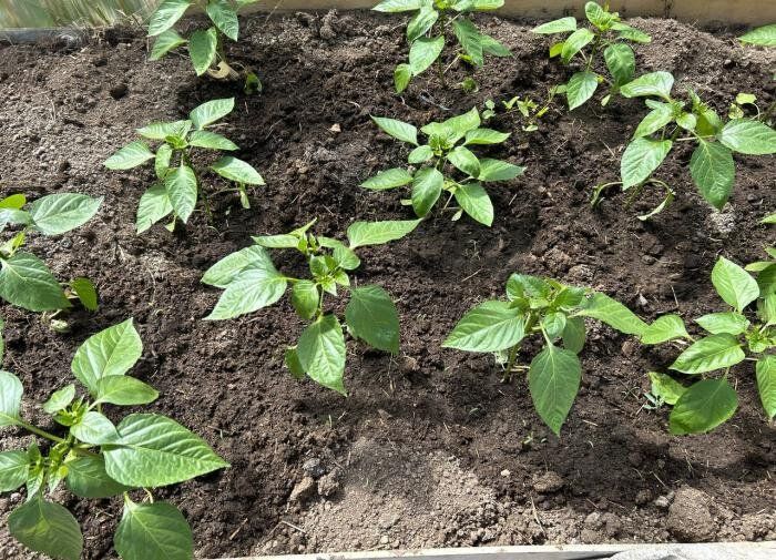 Как правильно подкармливать перцы в июне для богатого урожая