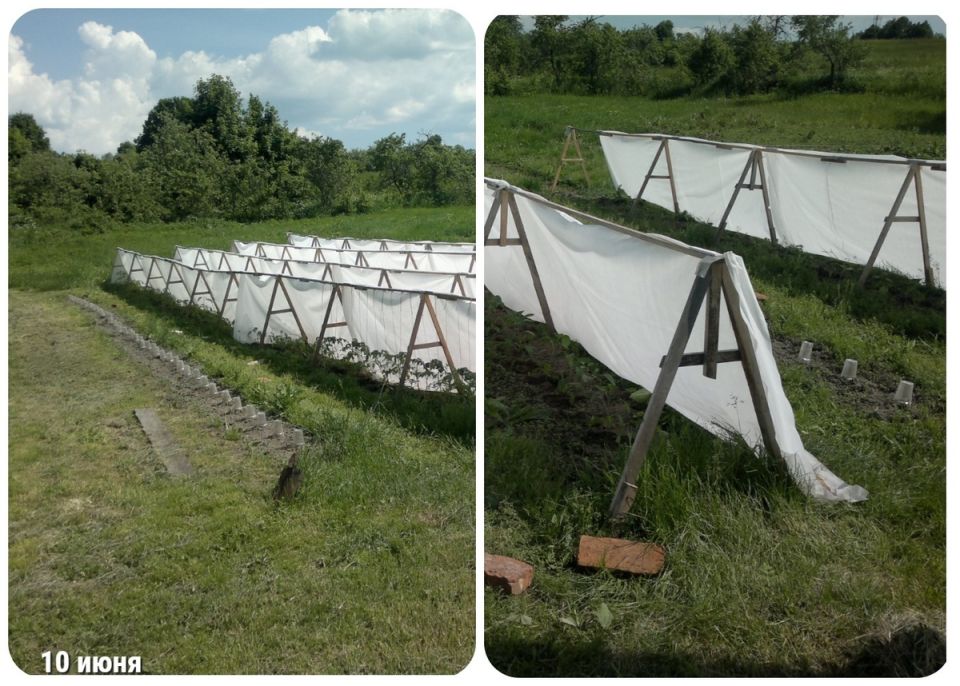 Сбор огурцов в сентябре: как обставить этот процесс как настоящий праздник