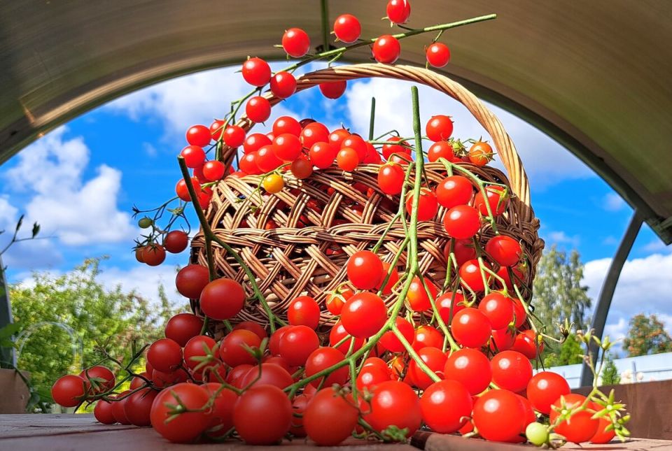 Лучшие сорта овощей по результатам большого дачного тестирования