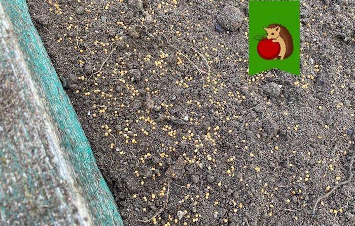 Сидераты осенью: что выбрать – перекопать или оставить до весны?