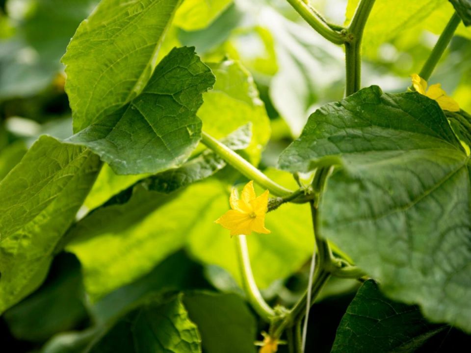 Секреты урожайных огурцов: как правильно ухаживать за растениями для максимального сбора