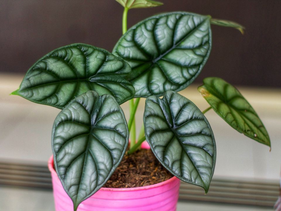 Алоказия: яркие тропические растения, завоевывающие сердца коллекционеров