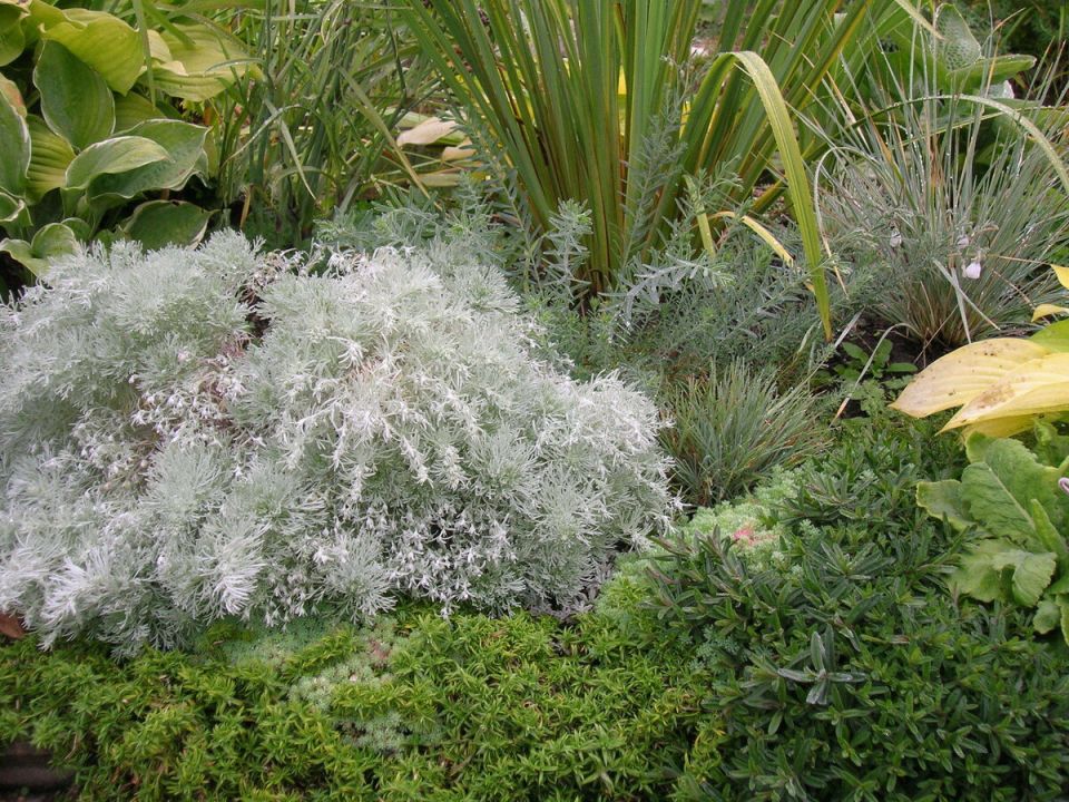 Полынь: как горькие травы преображают садовые ансамбли