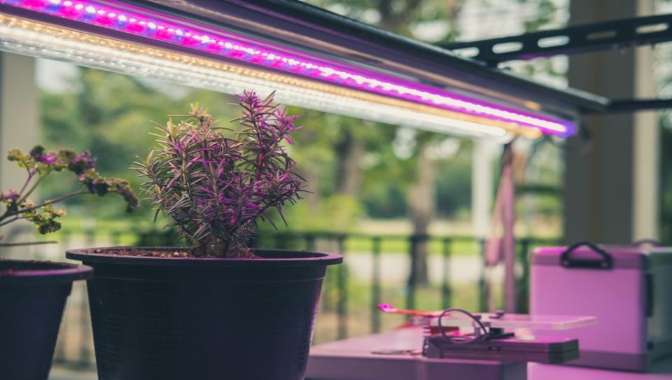 Не тратьте деньги: 3 доступных альтернативы фитолампам для ухода за растениями