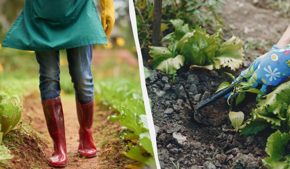 Почему не стоит сажать капусту после горчицы: неожиданные последствия для вашего урожая