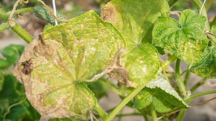 Как справиться с желтыми листьями на огурцах: пять эффективных способов