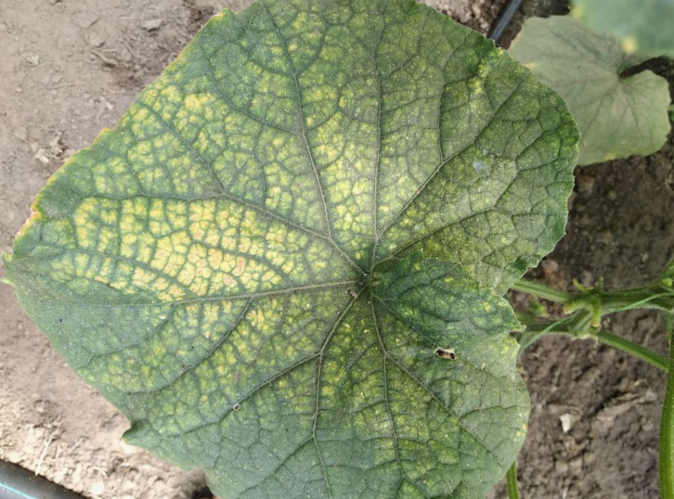Как спасти огурцы от паутинного клеща: советы и рекомендации