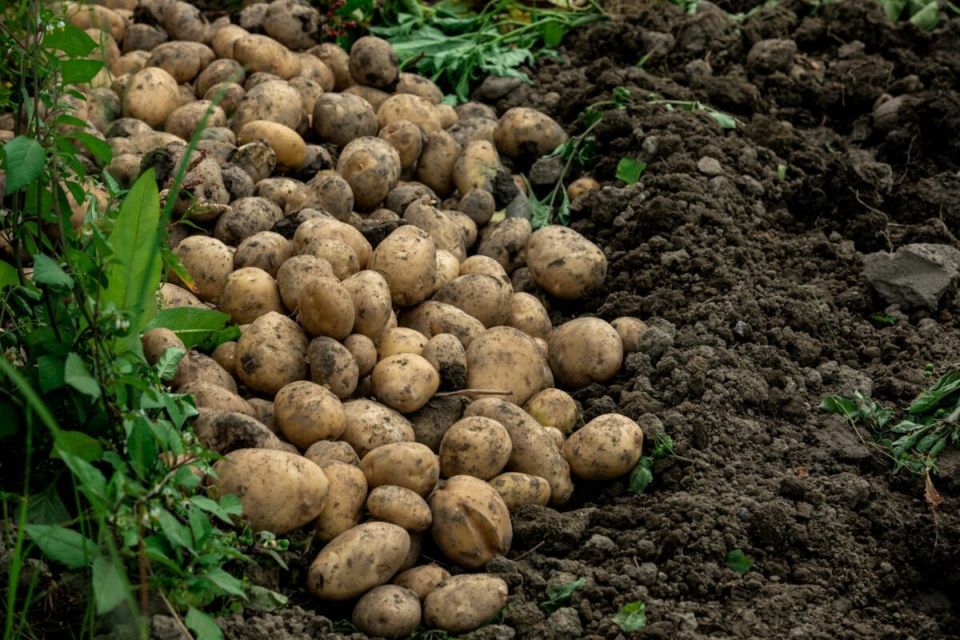 Урожай картофеля в России: что говорят свежие данные?