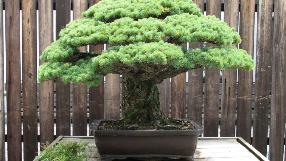 Карликовые растения: секреты уюта в каждом уголке вашего сада