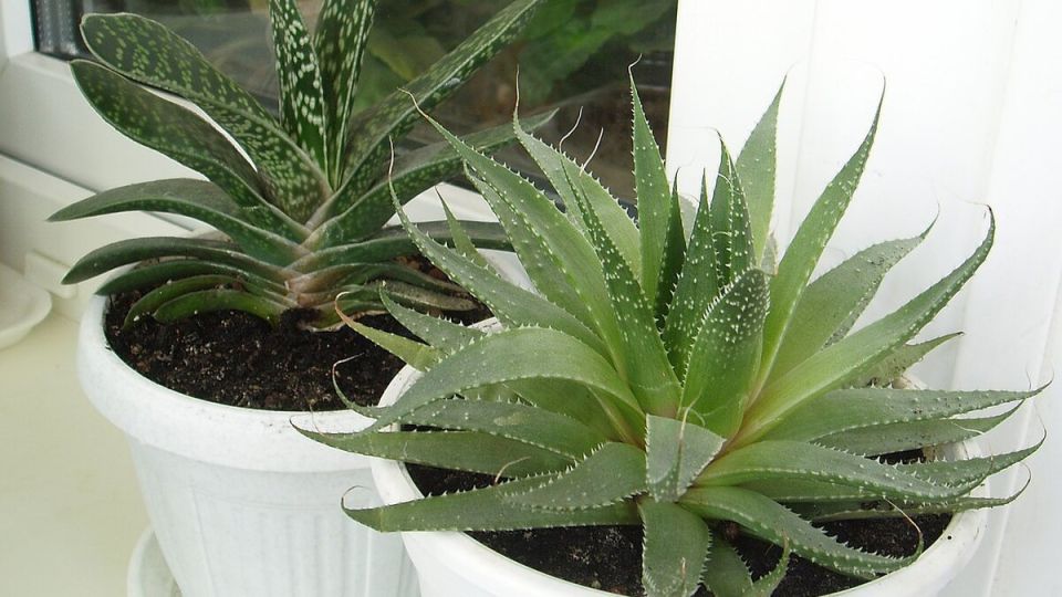 Удивительное влияние рицинового масла на цветение растений