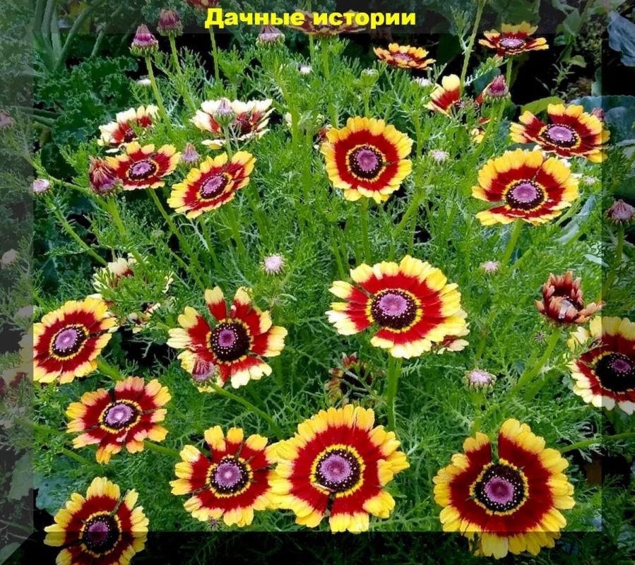 Как создать цветочное изобилие в своем саду: однолетники для посева прямо в грунт