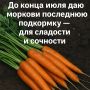 Как обеспечить моркови сладость и сочность: секреты последней подкормки