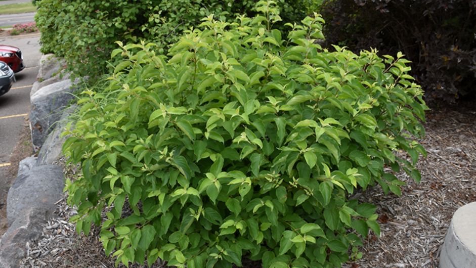 Как исправить ненаглядную гортензию: секреты, о которых не расскажут садоводы