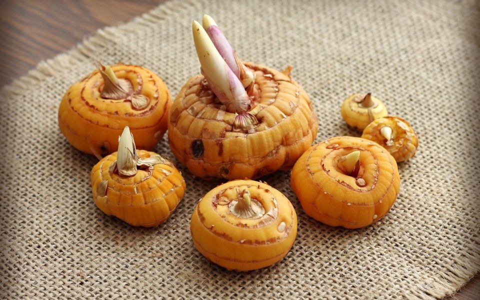 Как сохранить луковицы гладиолусов до следующего лета