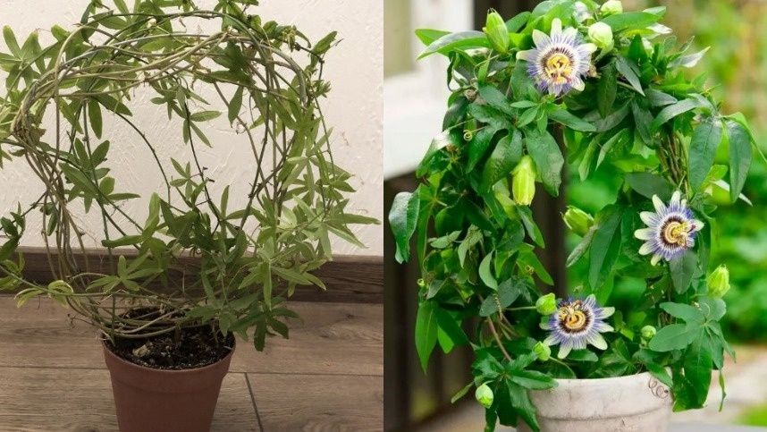 Пробуждение экзотов: Сложные комнатные растения и их уход в 2025 году