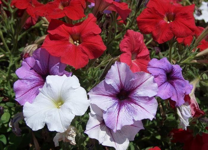 Петунии без рассады: открываем новые сорта для вашего сада