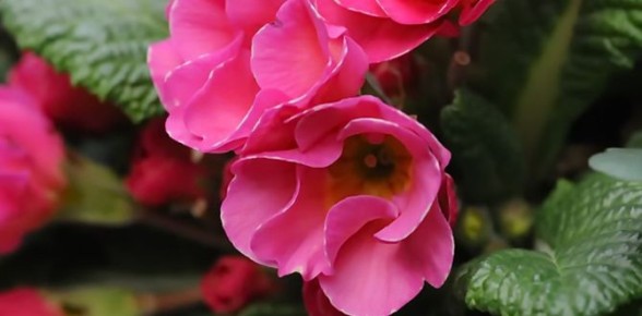 Секреты успешного выращивания примулы из семян