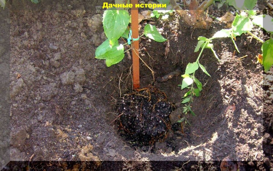 Клематисы: руководство по выбору и посадке для вашего сада