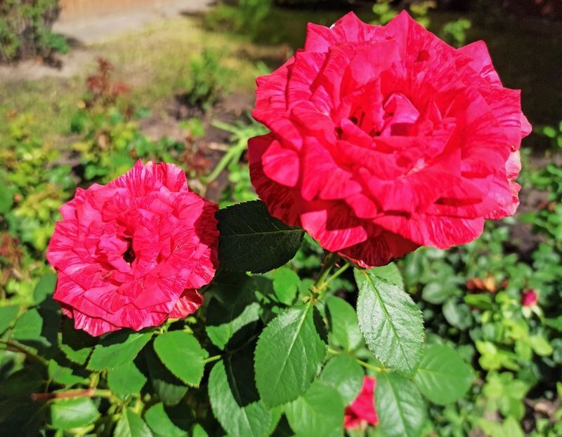 Чайно-гибридная роза Red Intuition: яркая красота, устойчивая к зиме