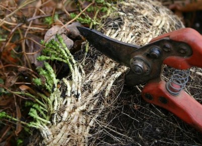 Зачем нуждается секатор в регулярной заточке?