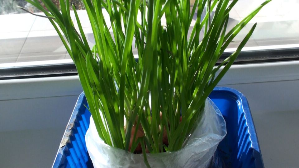 Зимнее волшебство: как вырастить зеленый лук и чеснок к Новому году