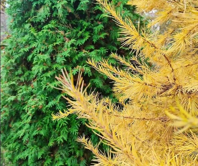 Как выбрать морозостойкие хвойные растения для вашего сада?