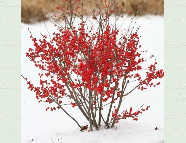 Как зимние ягоды преображают северные сады: реальность или миф?