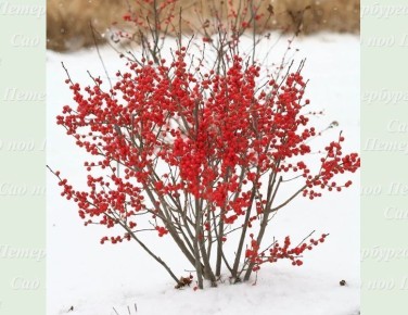 Как зимние ягоды преображают северные сады: реальность или миф?