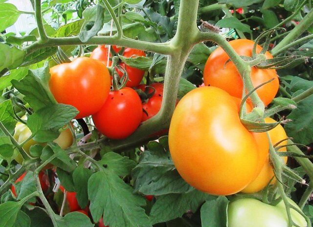 Классификация любимых сортов томатов для теплицы