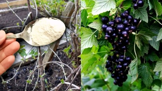 Секреты из старых садов: как зола стала ключом к рекордам урожая смородины